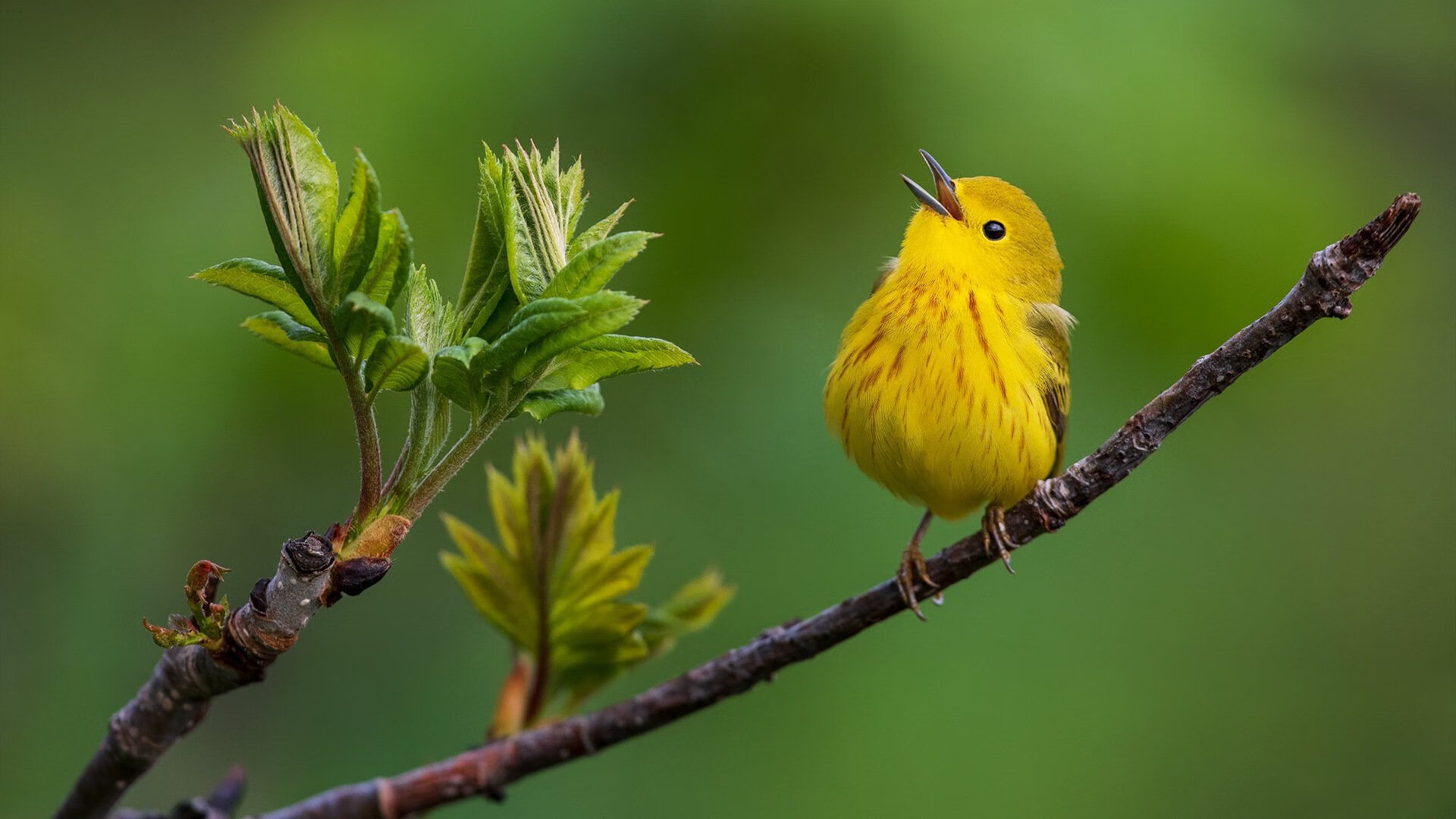 库里签发死神入场券，当最冷血弧线洞穿最热地狱