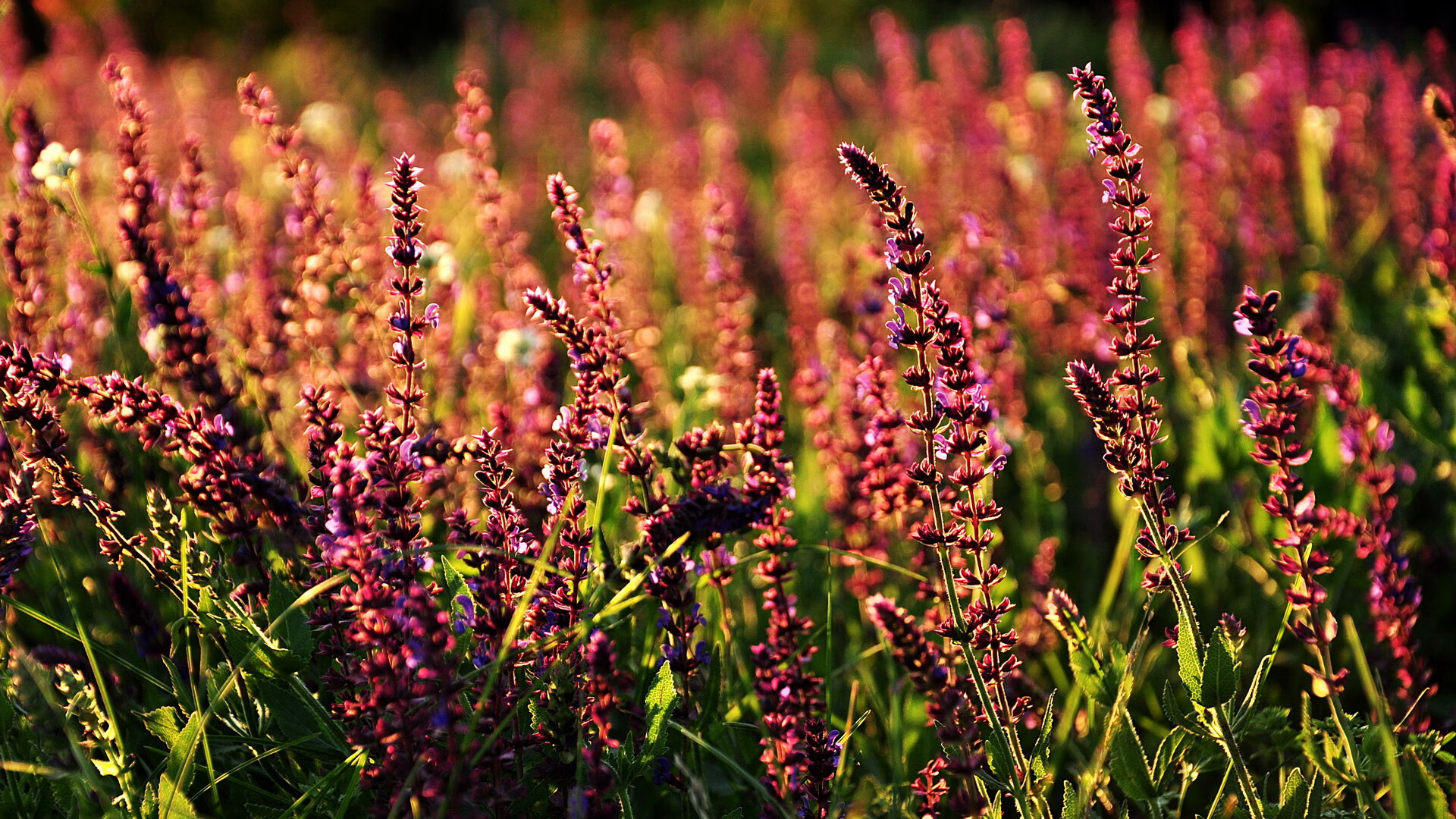 唯一性的胜利，英超争冠焦点战中的尼日利亚最后时刻绝杀里昂