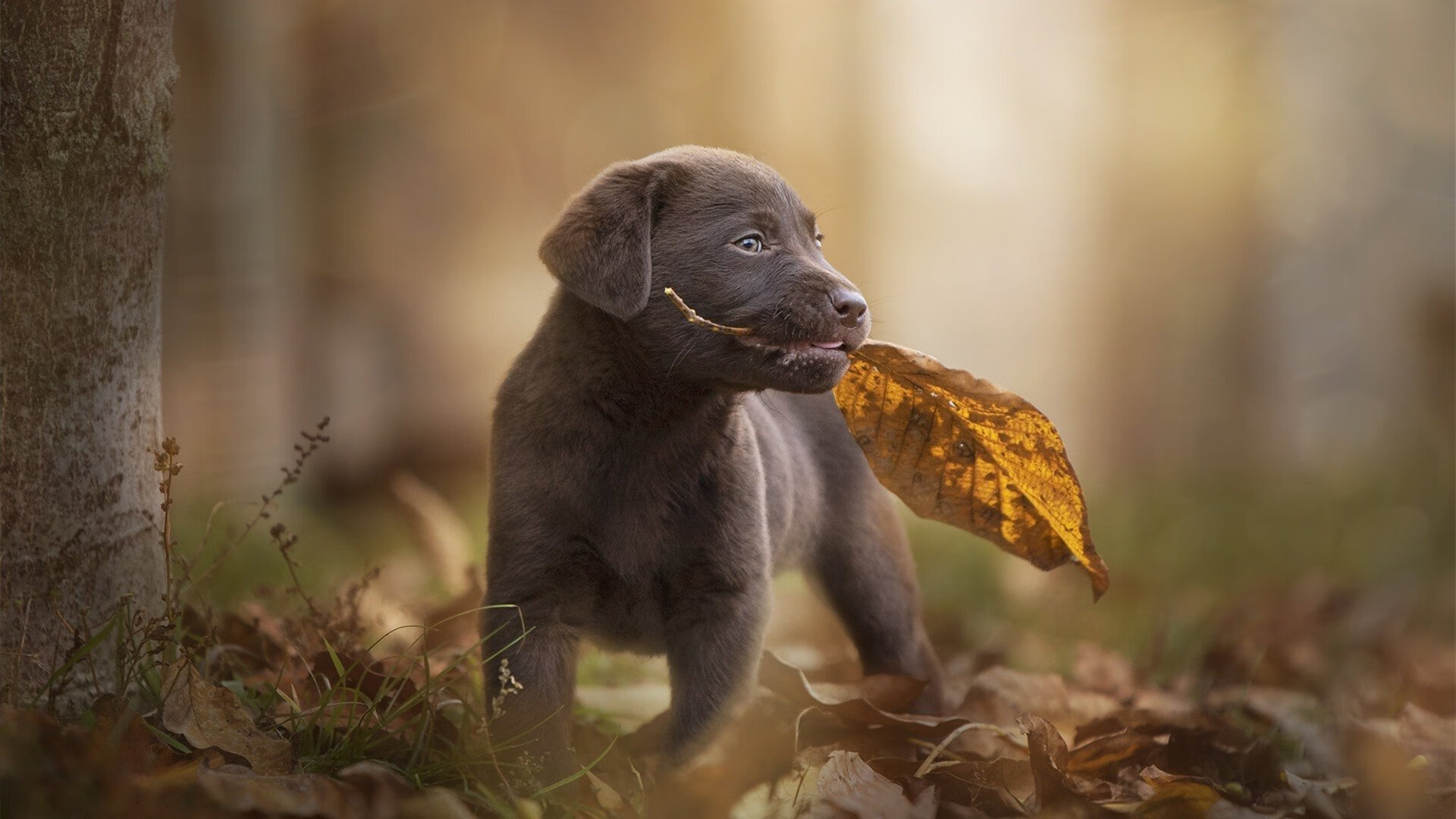 青刃破阵，王者降临，勇士强势晋级，贝恩上演封神之战