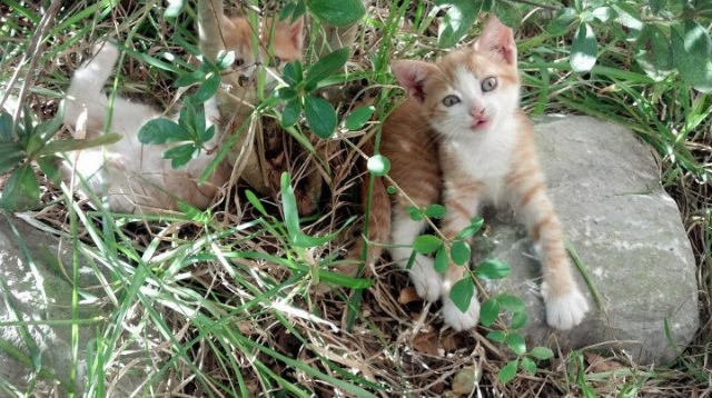 时间的盗贼,太阳如何从休斯顿偷走一场胜利,以及一个可能的未来