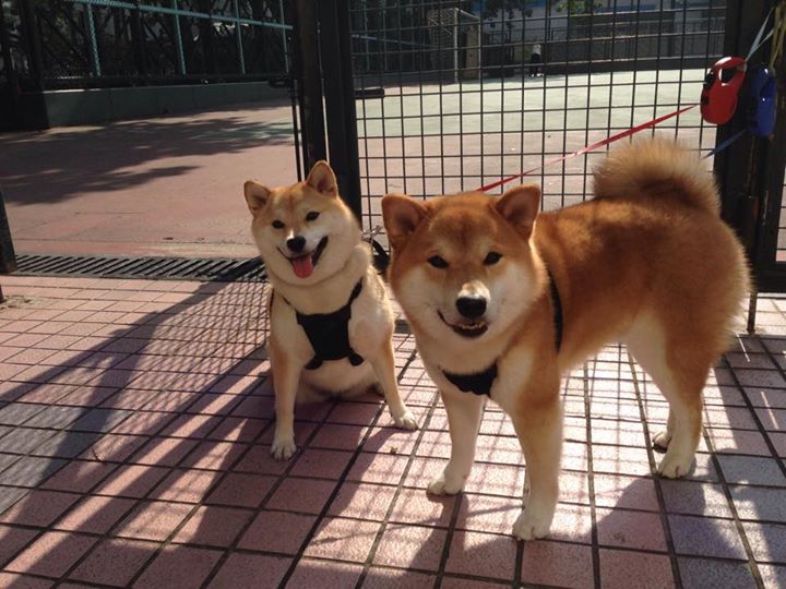 宿命的循环,当塔图姆再次横亘于多伦多之巅