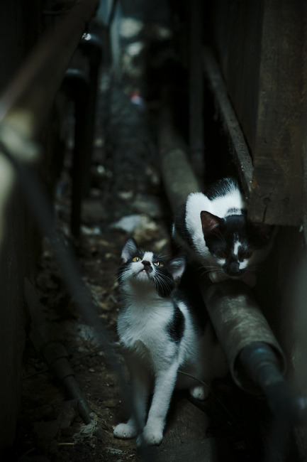 血与钢的棋局，奥利维耶在关键之夜淬炼胜利