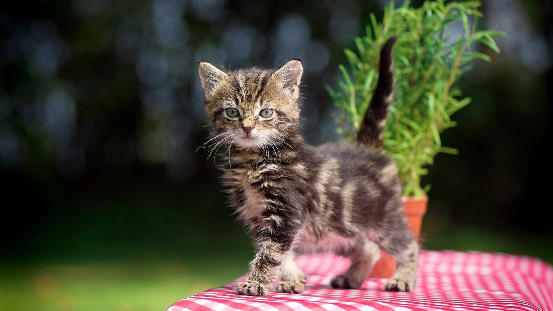 当广厦对决猛龙，恩比德在平行宇宙的征服之战