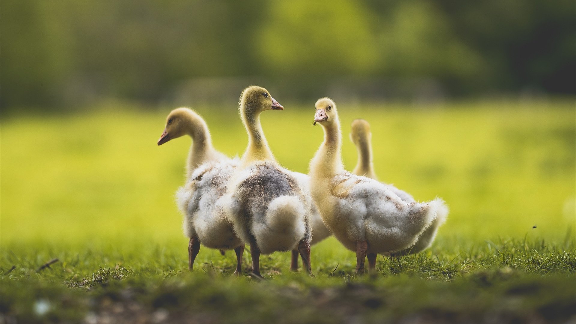 单骑救主还是铁血团队?奥利维耶爆发助雷恩险胜哥伦比亚硬仗