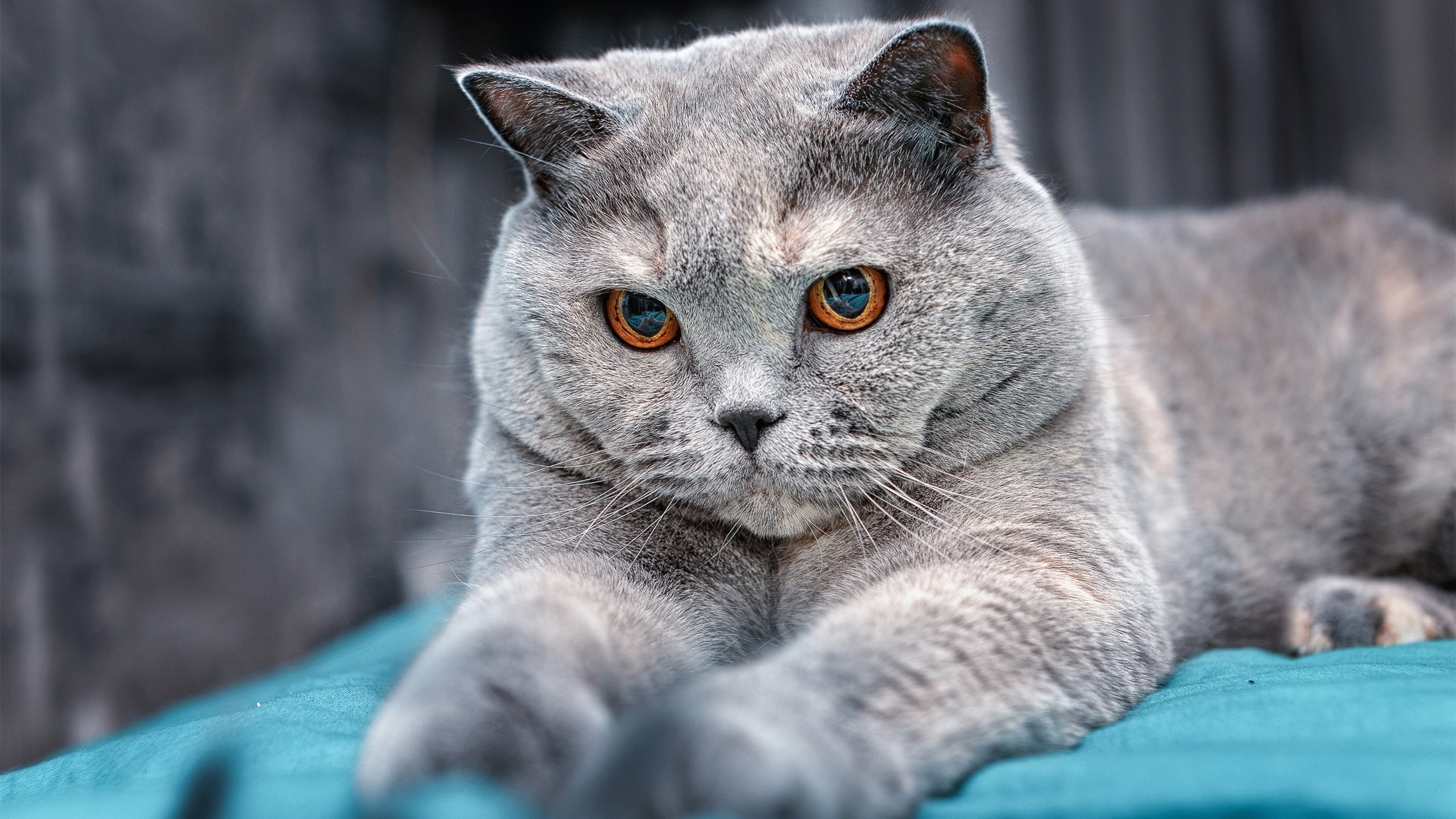 当库里空降CBA，上海队决胜局的神奇夜