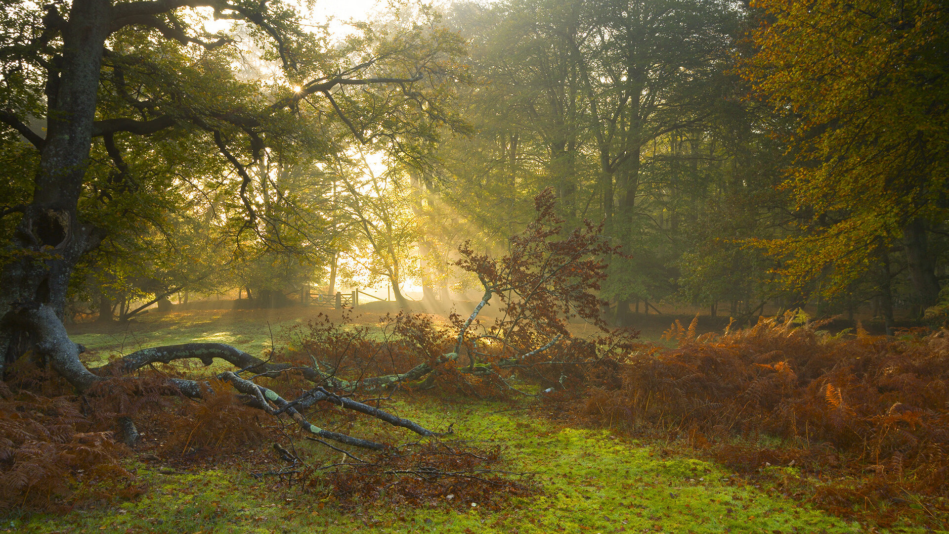 当库里空降CBA，上海队决胜局的神奇夜