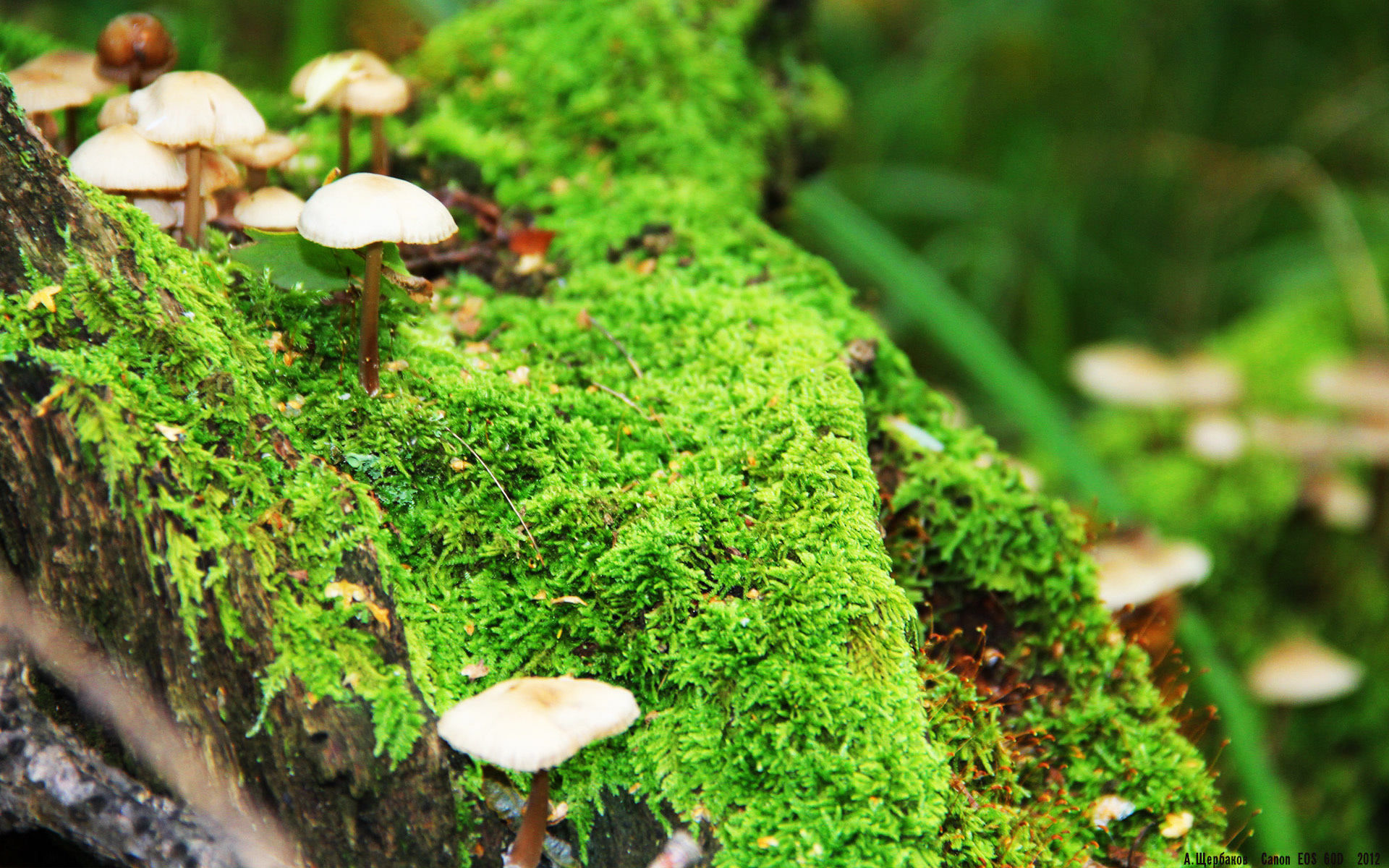 孤胆英雄的最后一舞，京多安末节接管德甲争冠战