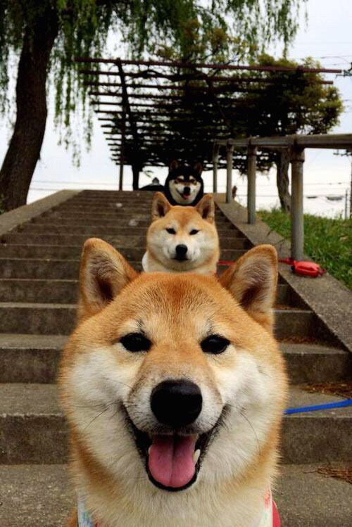 天使之刃,迪马利亚一锤定音,荷兰郁金香终凋零于关键瞬间