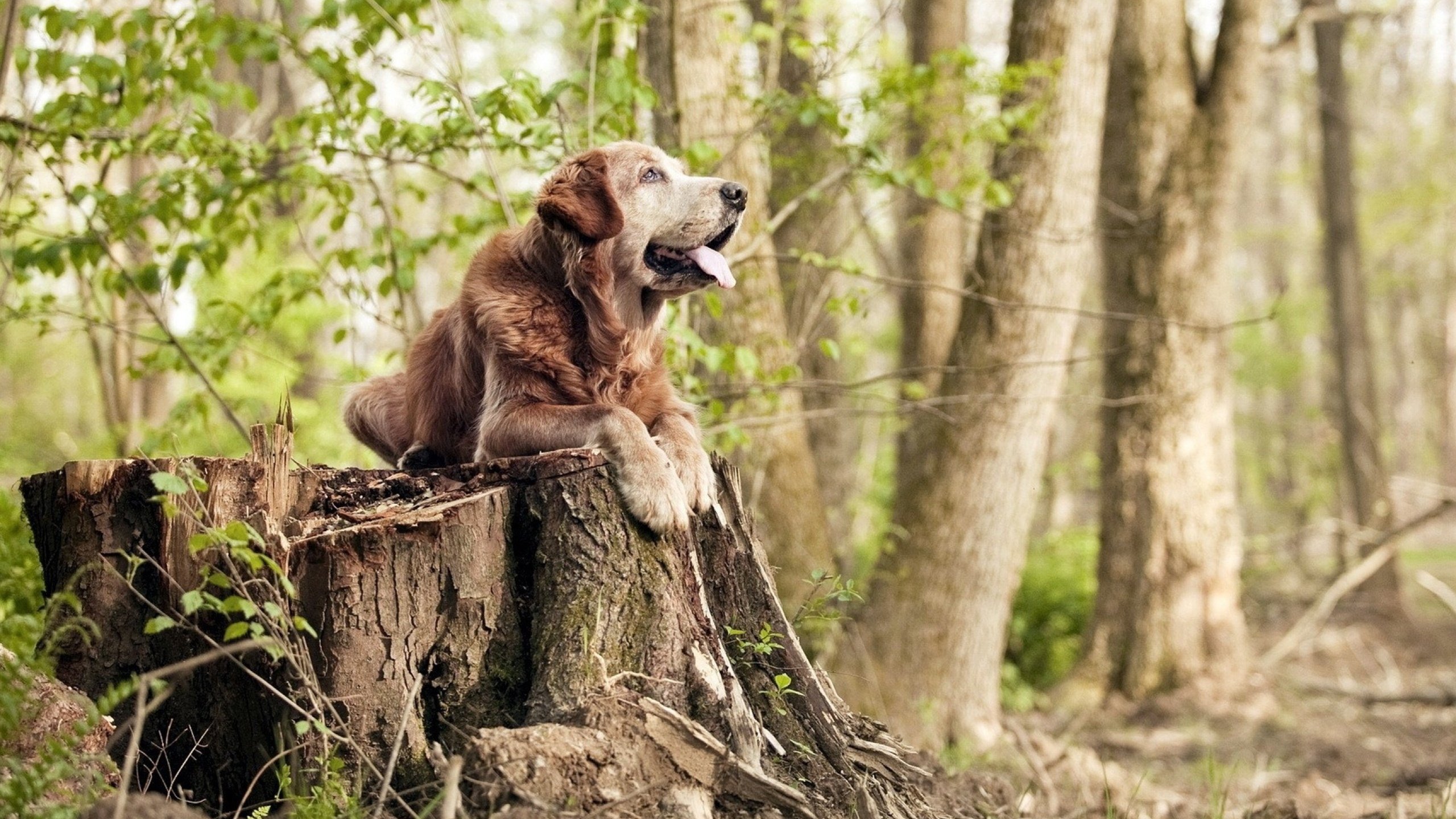 约基奇转会首秀惊艳，湖人加时鏖战力克凯尔特人迎转折