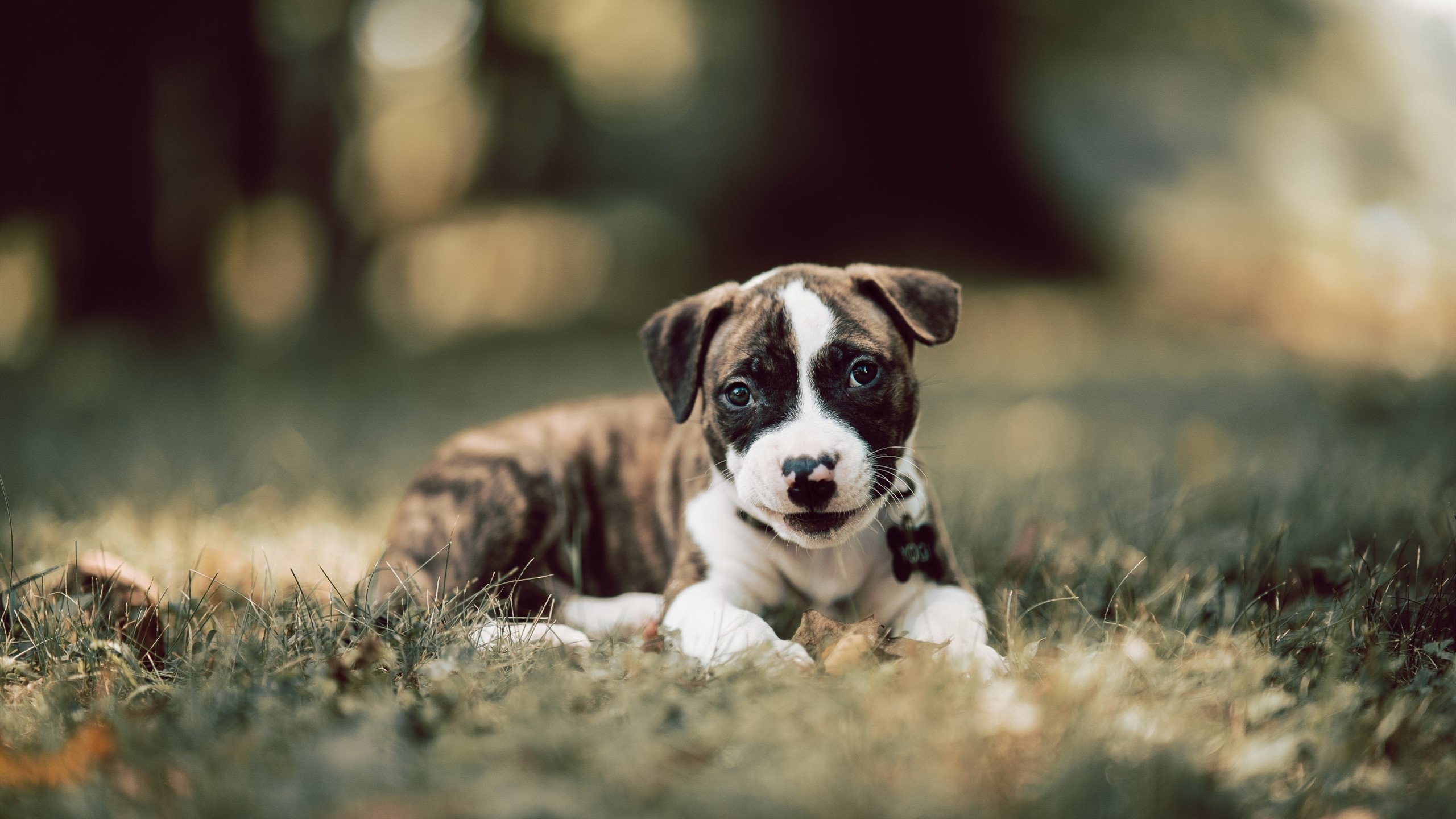 舞台中央，谁在登场，当德国遇见韩国，伊布的法则在暗处闪光