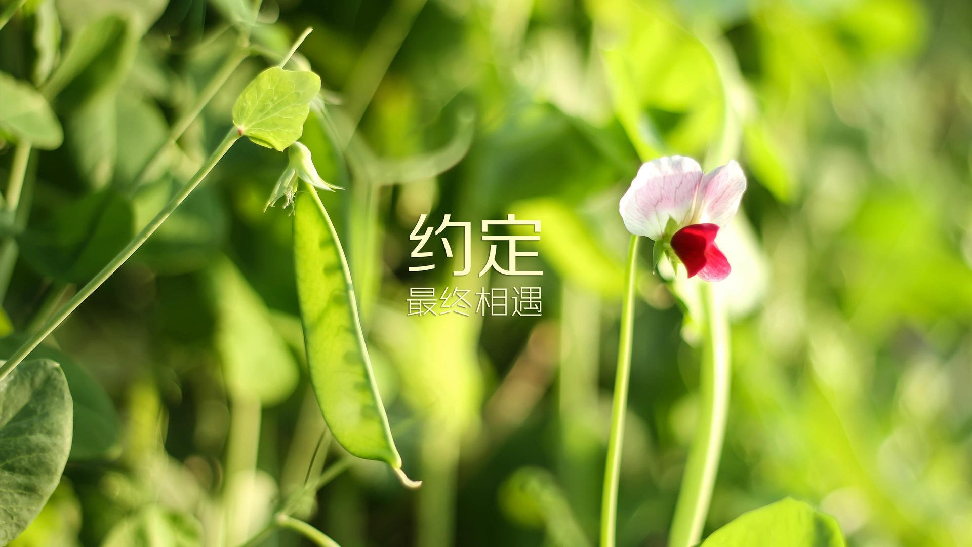 新王的加冕，在那场唯一一场定义了足球未来的D组对话中，托纳利照亮了西班牙的蜕变